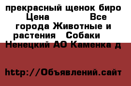 прекрасный щенок биро › Цена ­ 20 000 - Все города Животные и растения » Собаки   . Ненецкий АО,Каменка д.